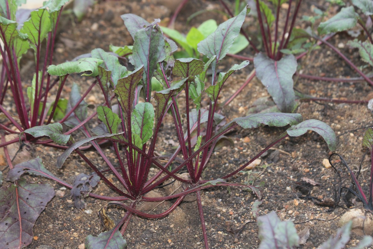 Beta vulgaris L.